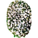 Coroa Luxo Orquídea